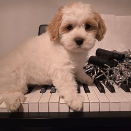 Dancer - Parti female Maltipoo puppy in Washington from Mt.BakerPoodles&Doodles