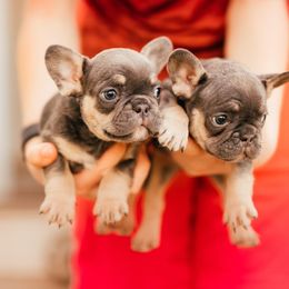 Bulldog and French Bulldog Puppies from JuneBug Bullies