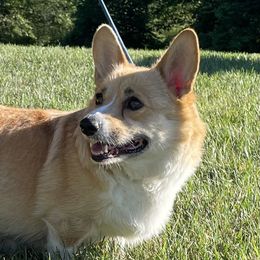 Puppet  - Pembroke Welsh Corgi