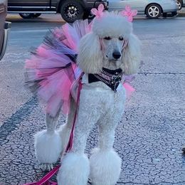 Poodle Puppies from Ocala Standard Poodles