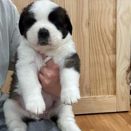 Ivy (Light Pink Collared Girl) - Brown and white female Saint Bernard puppy in Paramount Long Meadow, Maryland from M&R SKYHAVEN SAINTS