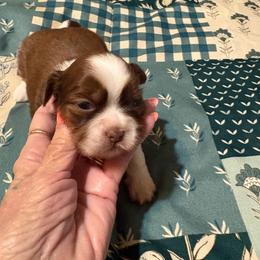 Boy 1 - Chocolate and tan male Shih Tzu puppy in Temple, Pennsylvania from Kathy Diego's Shih Tzus