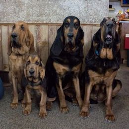 Bloodhounds and Border Terriers from Wychway - Crown Bloodhounds & Border Terriers