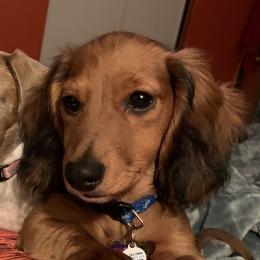 Dachshunds from Tiny Dancer Dachshunds