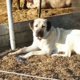 Anatolian Shepherd Dog and Kangal All Grown Up from Hidden Meadow Ranch
