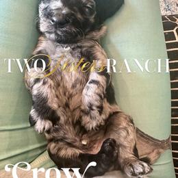 Scare Crow - male Newfypoo puppy in Jackson, Missouri from Two Sisters Ranch, LLC