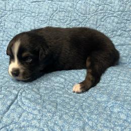 Brook - Black tri-color female Australian Shepherd puppy in Olivehurst, California from Double M Aussies