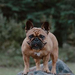 Honey Bun - French Bulldog