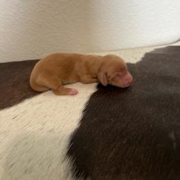 Red 2 - Red female Dachshund puppy in Kersey, Colorado from Ranchin Doxies