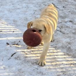 Boy 1 - male Labrador Retriever puppy in Salisbury, Massachusetts from Ryanhaus Kennel