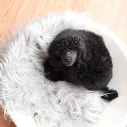 Poodle Puppies from Laminin Poodles