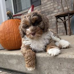 Goldendoodle and Golden Mountain Doodle Puppies from Howard Hills Doodles