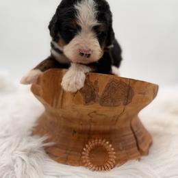 Flipa - Tri-color male Bernedoodle puppy in Ocala, Florida from Bernedoodles of Florida