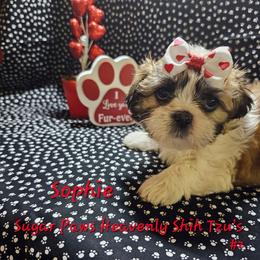 Sophie 2nd born - Tricolor female Shih Tzu puppy in Havelock, North Carolina from Sugar Paws Heavenly Shih Tzu’s