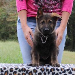 German Shepherd Puppies from Morris German Shepherds