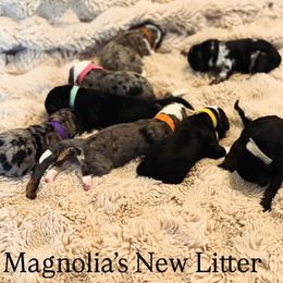 Bernedoodle puppies from Magnolia Blossom Bernadoodles
