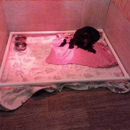 Dachshund Puppies from White River Valley Kennel