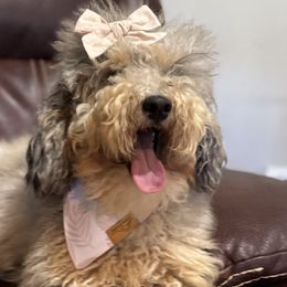 Aussiedoodles from Sandy Snout Doodles