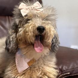 Aussiedoodles from Sandy Snout Doodles