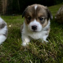 Pembroke Welsh Corgi Puppies from Ok hear me out. Corgis