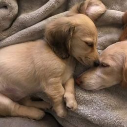 Dachshund Puppies from Lake County Cream Dachshund
