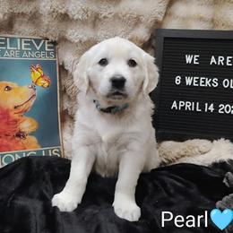 Lt blue collar girl - Light golden female Golden Retriever puppy in Rochester, Washington from Grand Mound Goldens