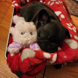 French Bulldog Puppies from Fair Oaks Frenchies