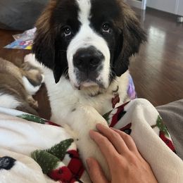 Saint Bernard Puppies from Fletchers Saints