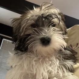 Fluf - Havanese