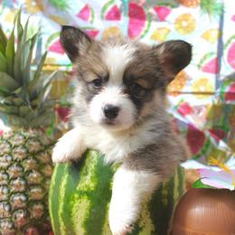 Cinderella - Sable female Pembroke Welsh Corgi puppy in Valley, Washington from Corgis of the Mountain Valley
