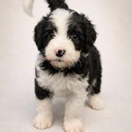 Piper - Black and white female Sheepadoodle puppy in Rocky Point, North Carolina from CelticDoods