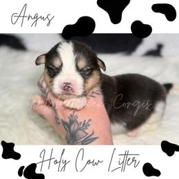 Angus - Black and tan male American Corgi puppy in Greenwood, Indiana from Witch Creek Corgis