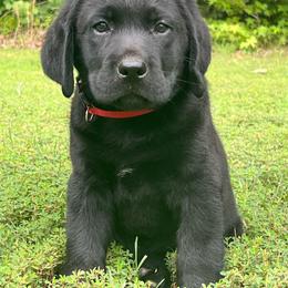Black Male Red Collar - Available now - Black male Labrador Retriever puppy in Beaverdam, Virginia from Gold Heart Labradors