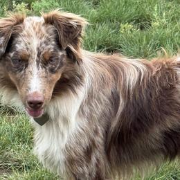 Australian Shepherds from BBR Australian Shepherds
