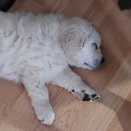 Girl 4 - Light golden female Golden Retriever puppy in Osceola, Iowa from Healing Hearts Therapy Goldens