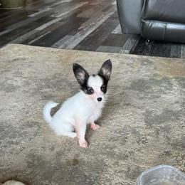 Sadie's Girl 1 - White black and tan female Papillon puppy in Shirley, Arkansas from Lucky Pups