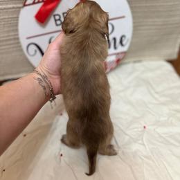 Abby - Brindle female Dachshund puppy in Cherry Tree, Oklahoma from Peavine Creek Dachshunds
