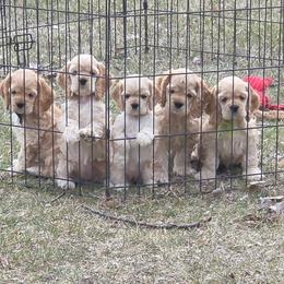 Cocker Spaniel puppies from Keto Kennels
