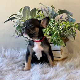 French Bulldog Puppies from Shining K Ranch
