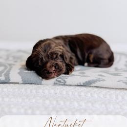 Nantucket - Tri-color female Australian Labradoodle puppy in Syracuse, Indiana from The Doodle Cove