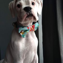 Boxer Puppies from Vintage Boxers