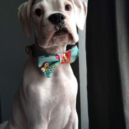 Boxer Puppies from Vintage Boxers