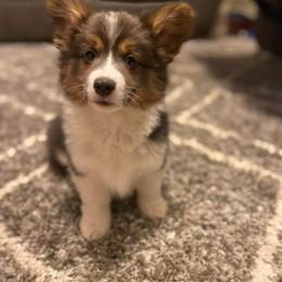American Corgi and Pembroke Welsh Corgi Puppies from Beebe’s Corgis