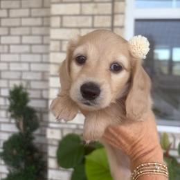 Miss pink - Cream female Dachshund puppy in Clarksville, Tennessee from Lala’s Pups