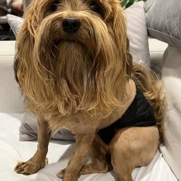 Asher - Havanese