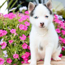 Opal - Black and white female Pomsky puppy in Spring City, Pennsylvania from Pomsky Power Puppies