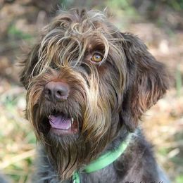 Wirehaired Pointing Griffons from Lorraine Rothrock's Wirehaired Pointing Griffons