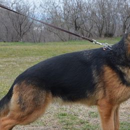 Mina - German Shepherd
