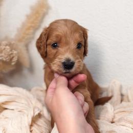 Finn - Red Collar - Red  male Goldendoodle puppy in Auburn, California from Golden Acre Doodles
