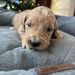 Girl 4 - Apricot female Goldendoodle puppy in Mattawan, Michigan from Doodifuldoods